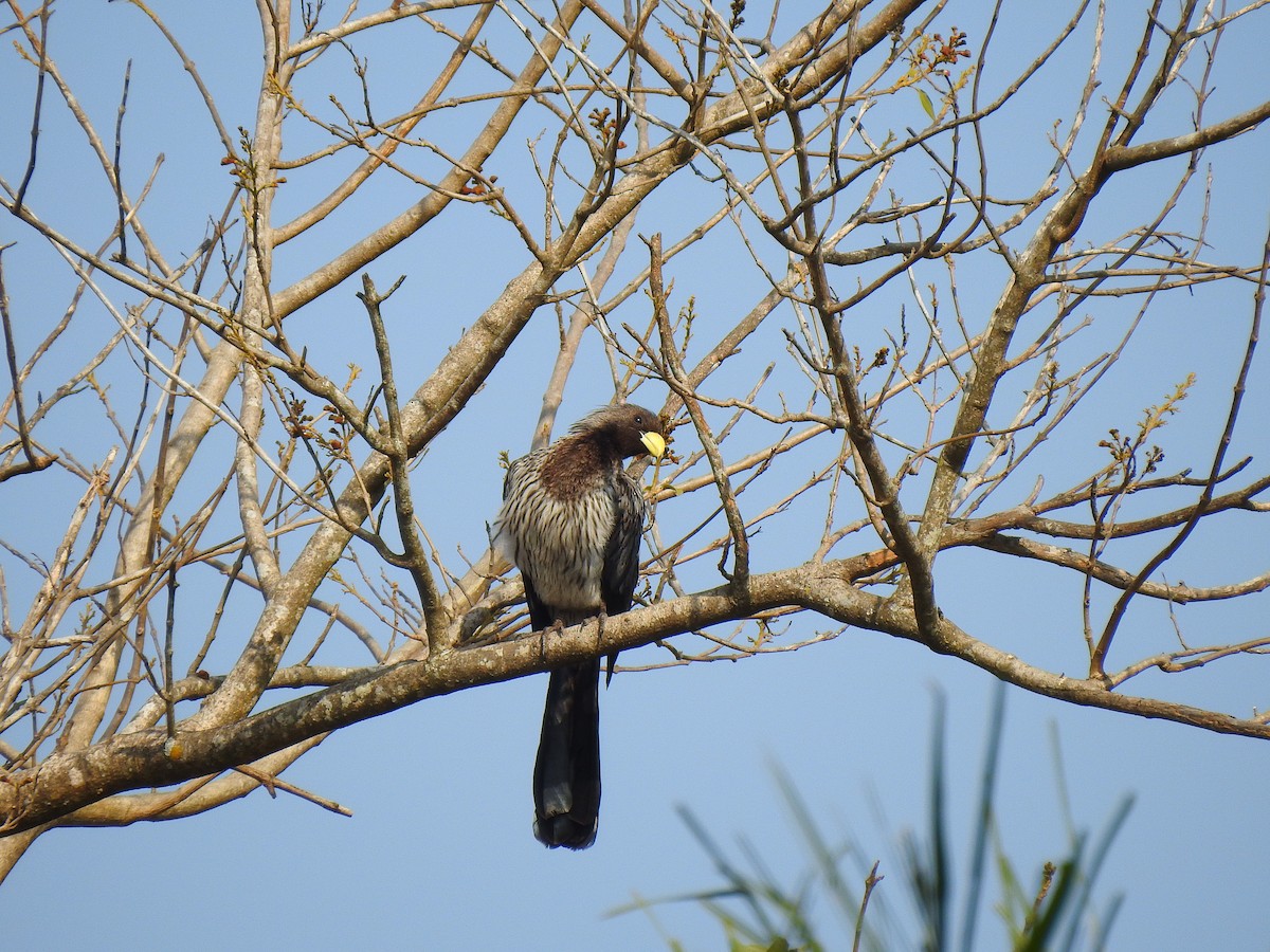 Western Plantain-eater - ML632605604