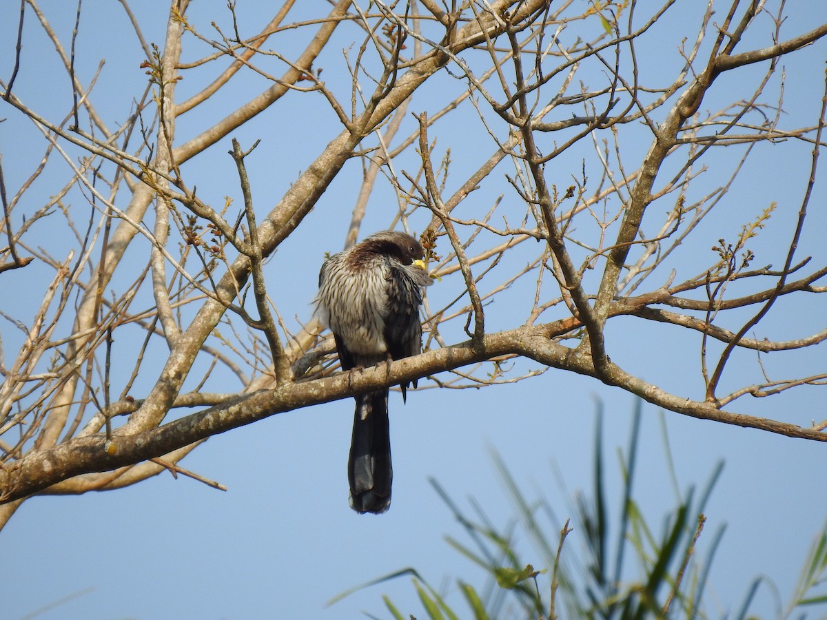 Western Plantain-eater - ML632605605