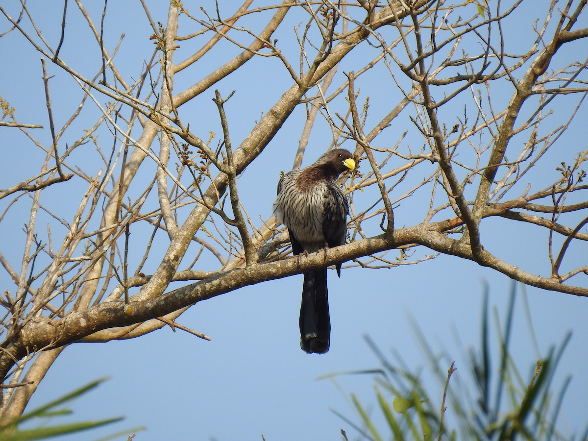 Western Plantain-eater - ML632605606