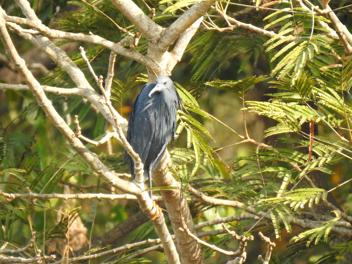Black Heron - ML632605612