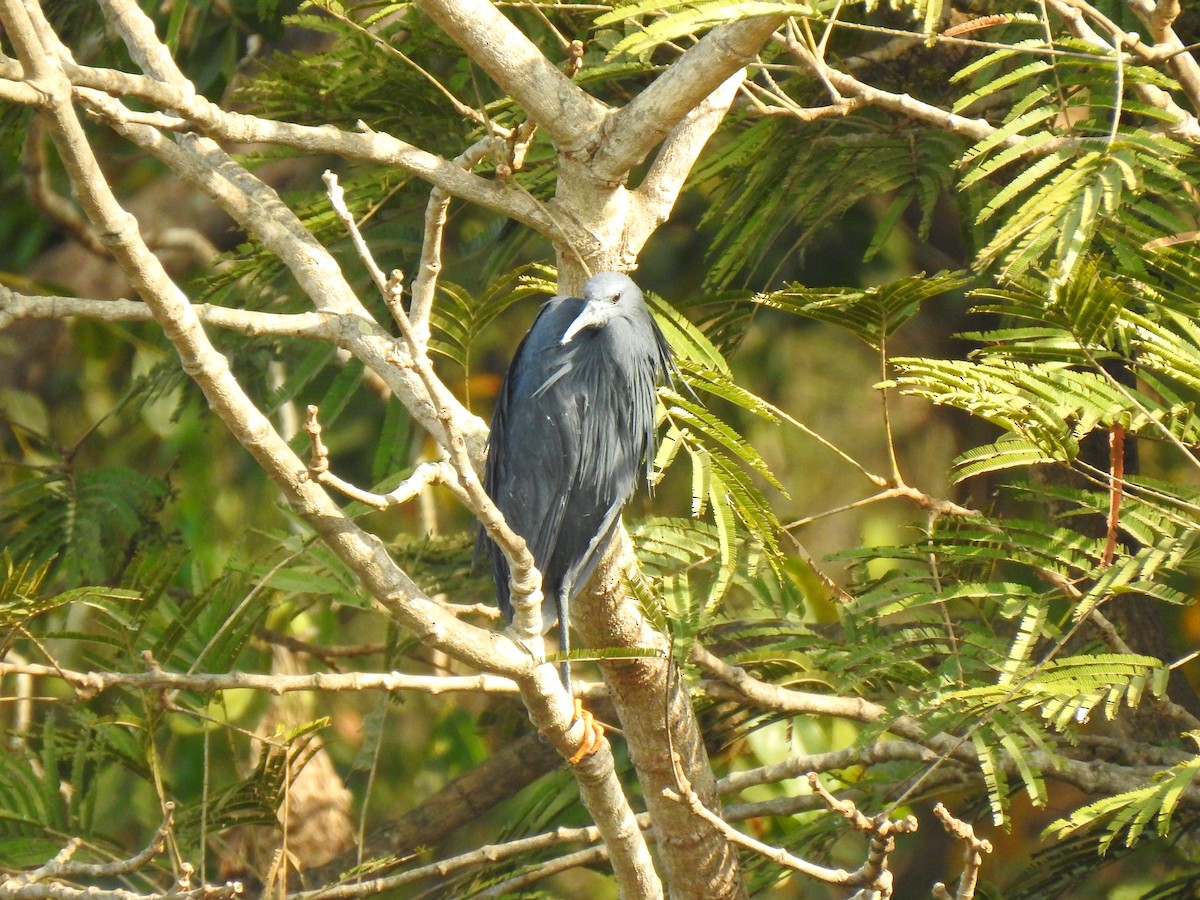 Black Heron - ML632605613