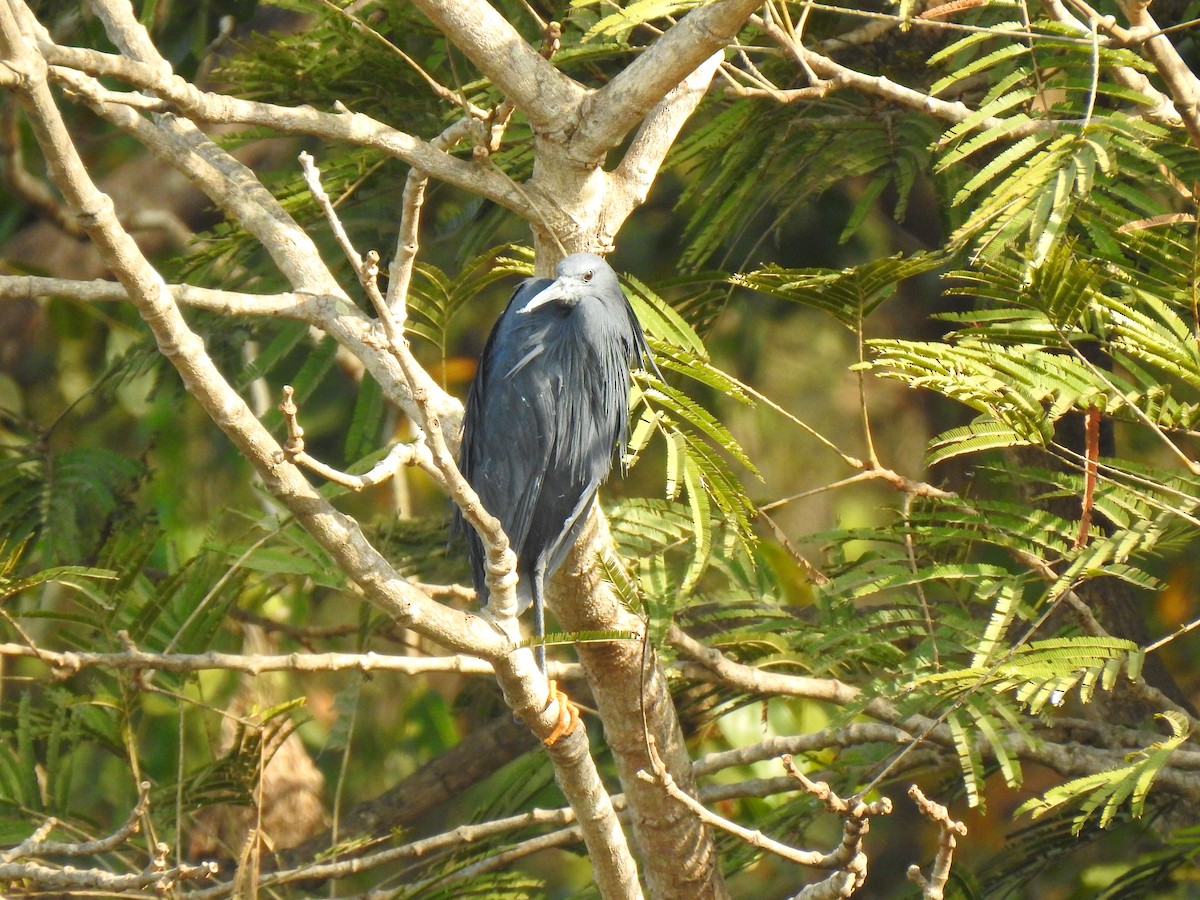 Black Heron - ML632605614