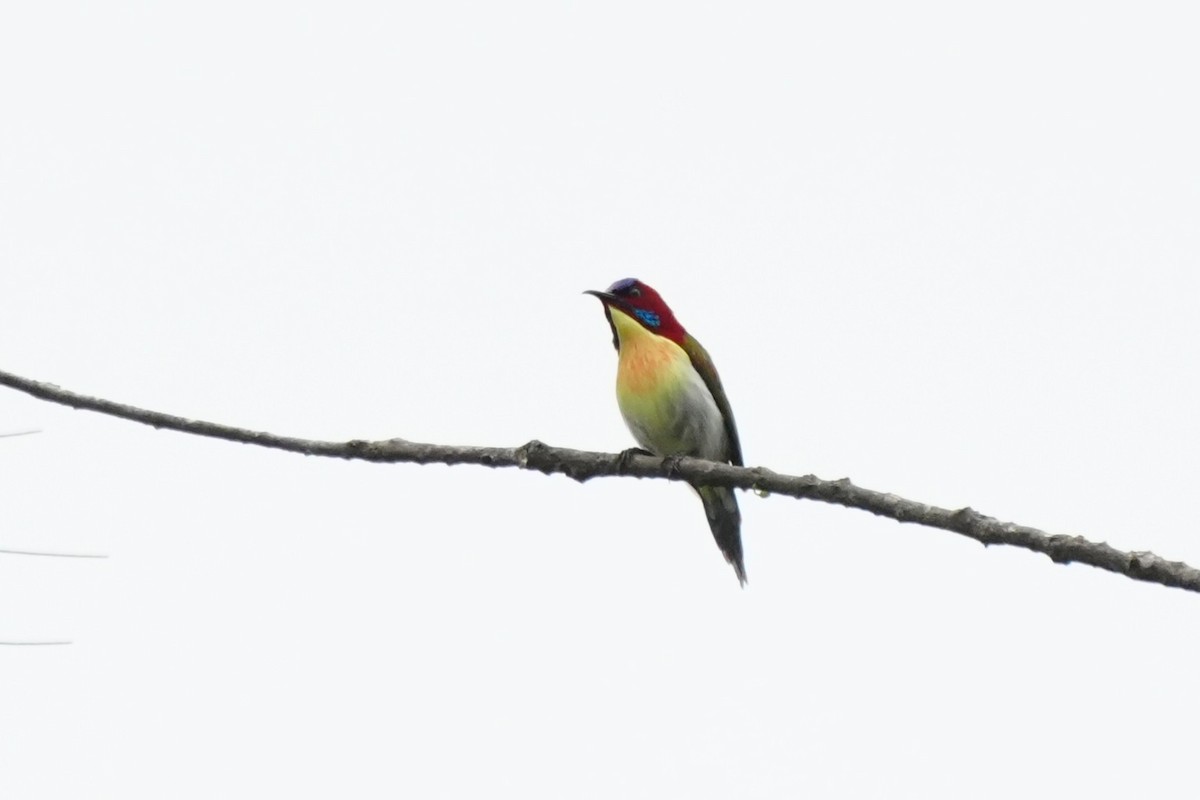 Lovely Sunbird - ML632605621