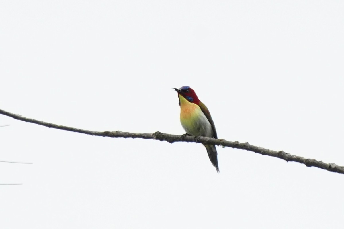Lovely Sunbird - ML632605622