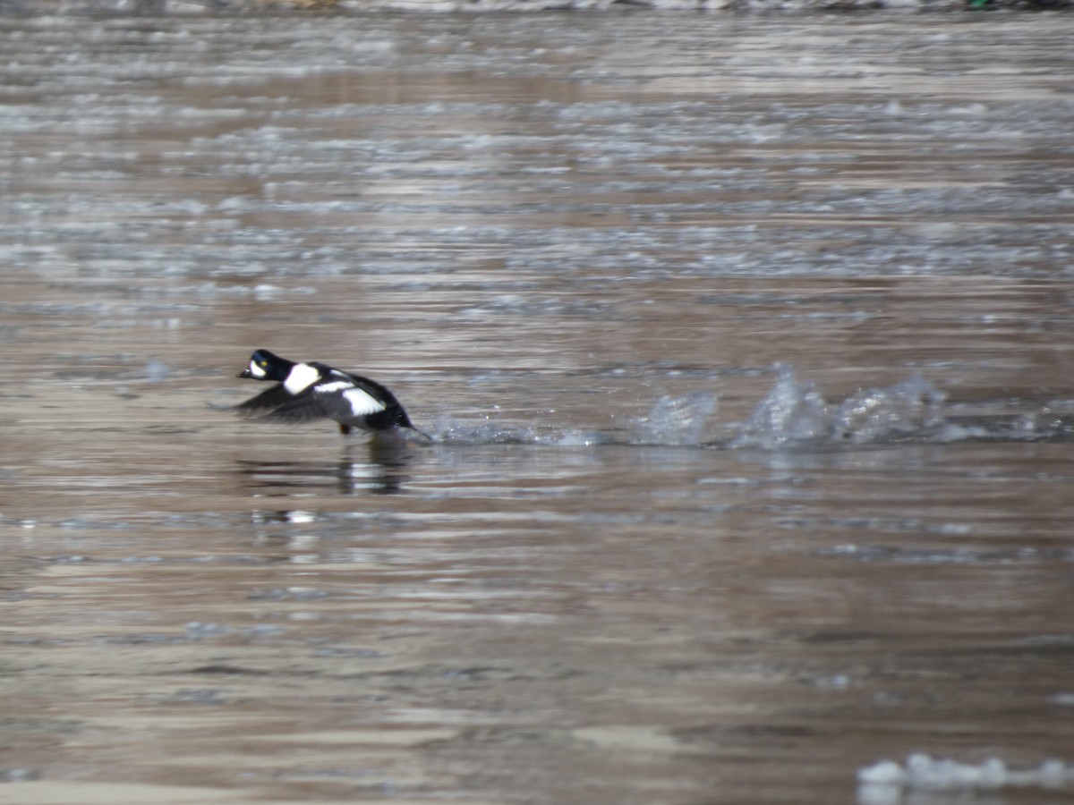 Barrow's Goldeneye - ML632605647