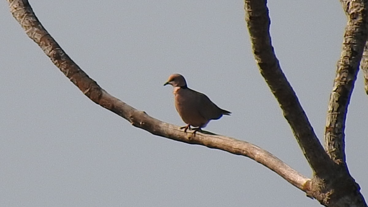 Vinaceous Dove - ML632605651