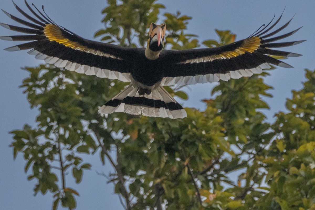 Great Hornbill - ML632605657