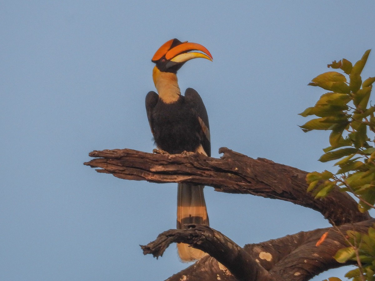 Great Hornbill - ML632605658