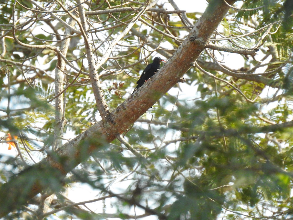 Green Woodhoopoe - ML632605728