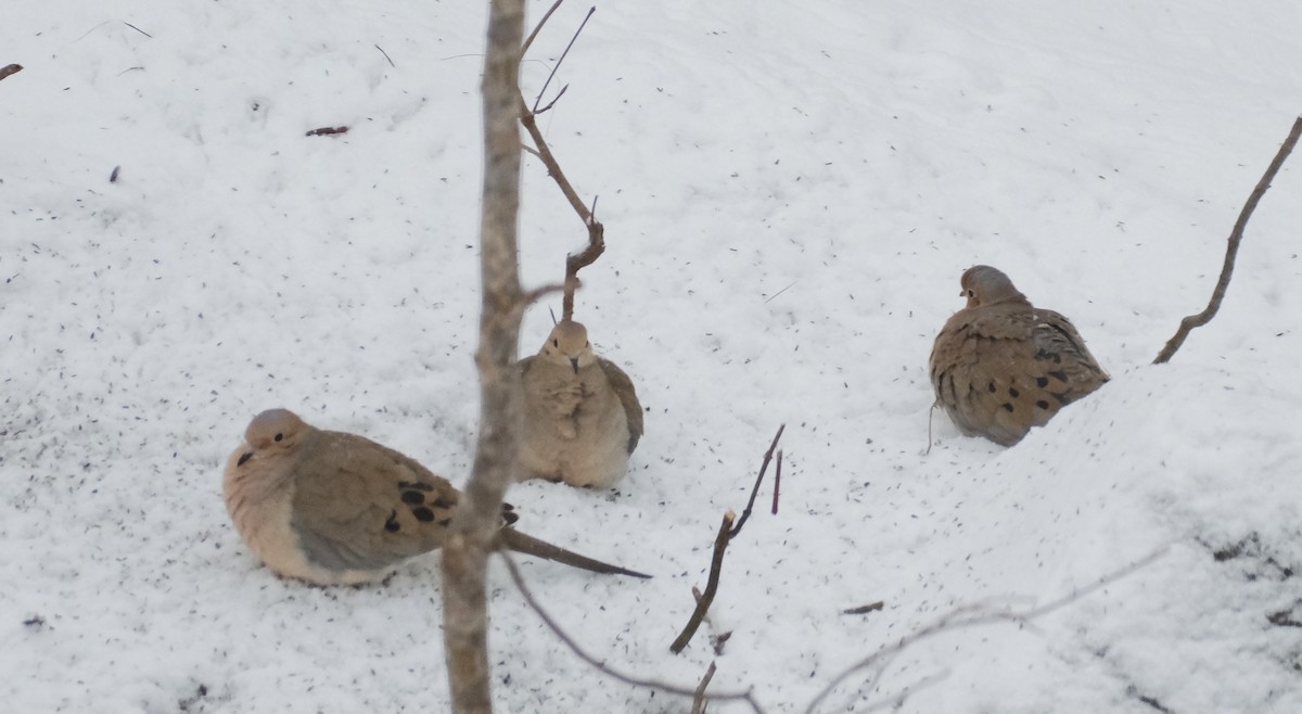 Mourning Dove - ML632605737