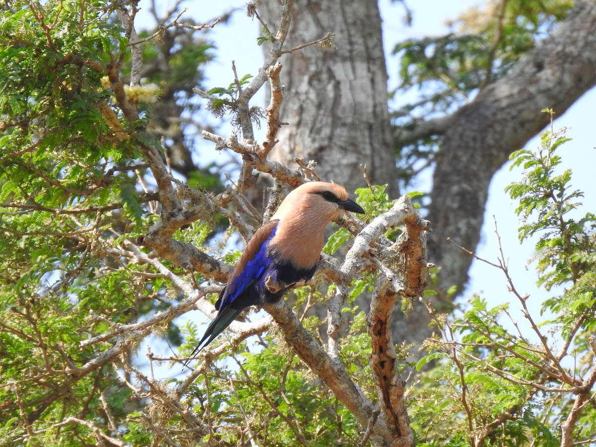 Blue-bellied Roller - ML632605738