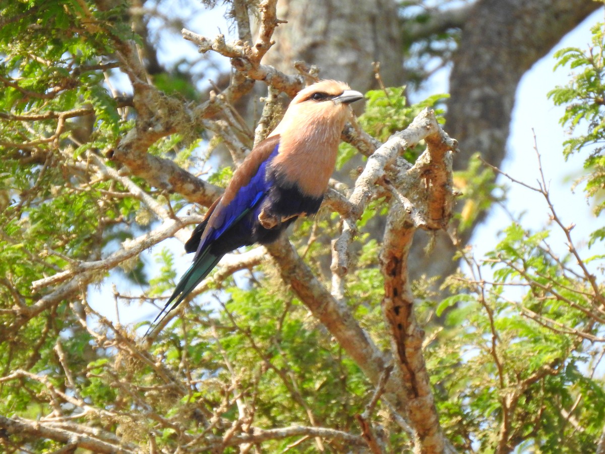 Blue-bellied Roller - ML632605740