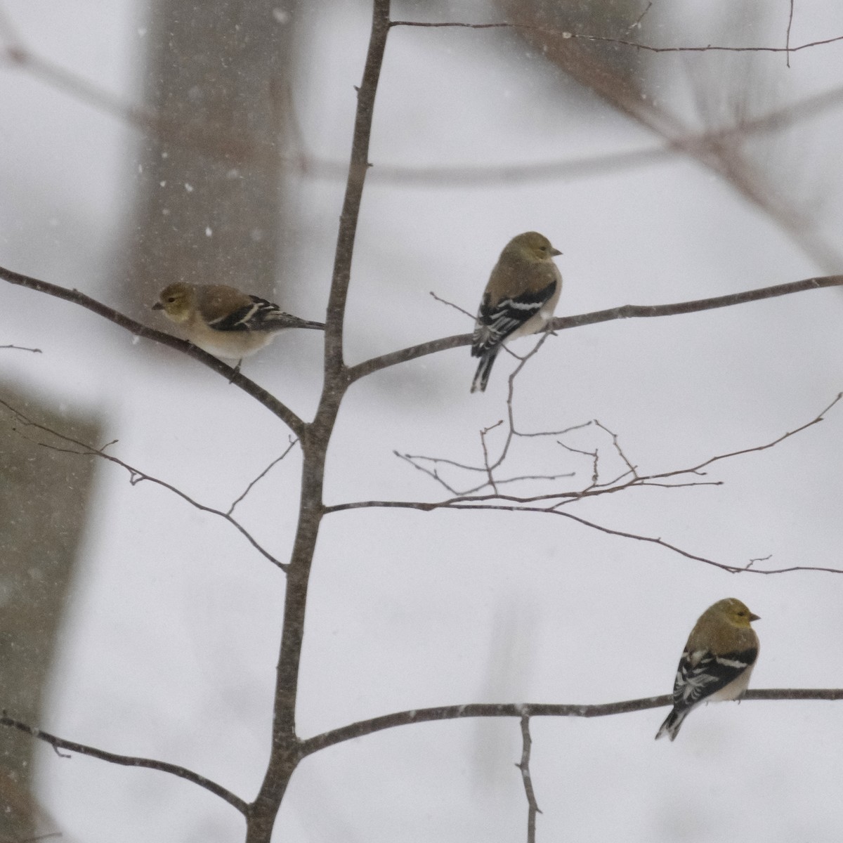 American Goldfinch - ML632605801