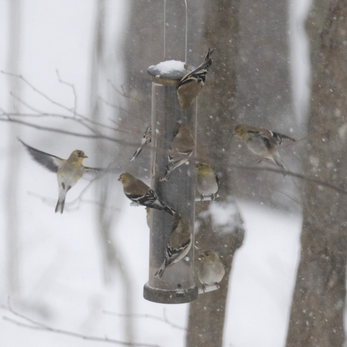 American Goldfinch - ML632605802