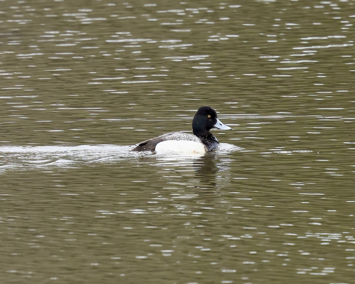 Lesser Scaup - ML632605859