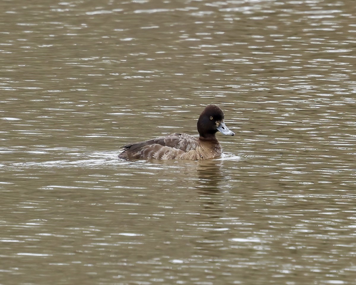 Lesser Scaup - ML632605860