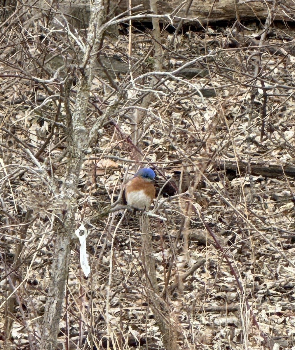 Eastern Bluebird - ML632605903