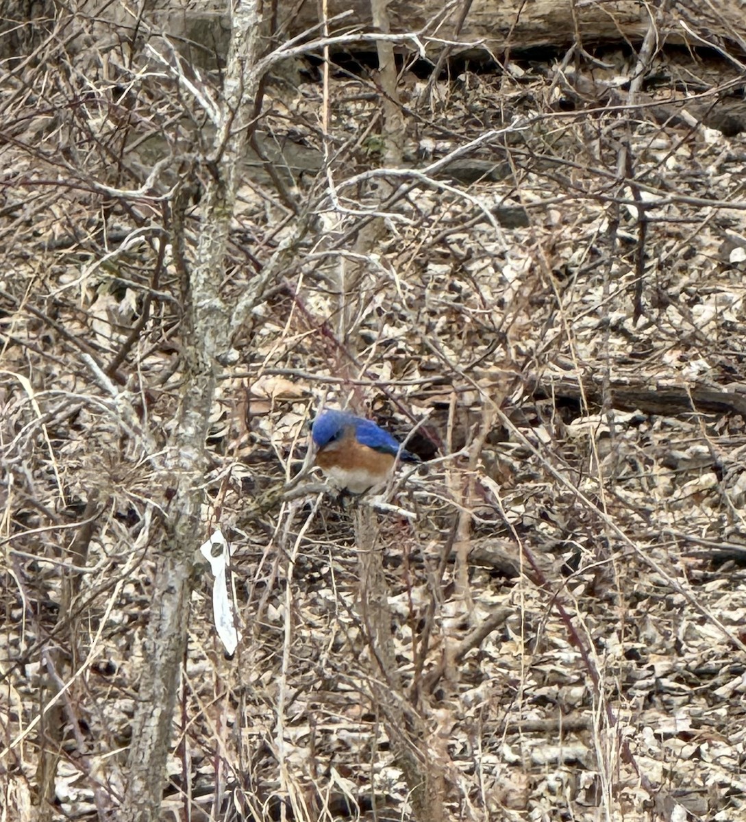 Eastern Bluebird - ML632605904