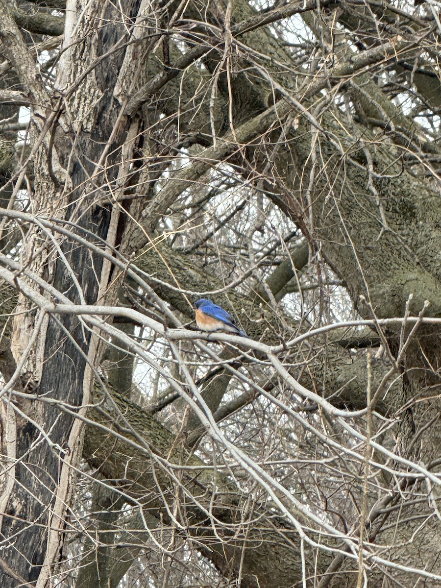 Eastern Bluebird - ML632605906