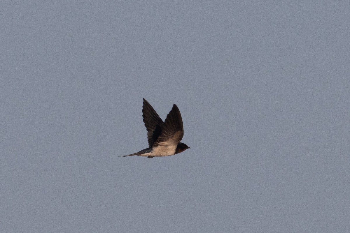 Golondrina Común - ML632606002