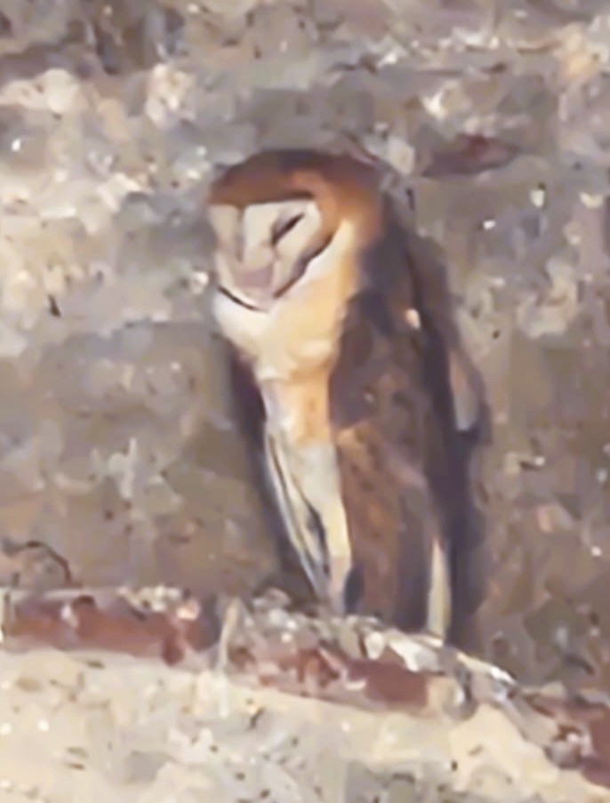 American Barn Owl - ML632606003