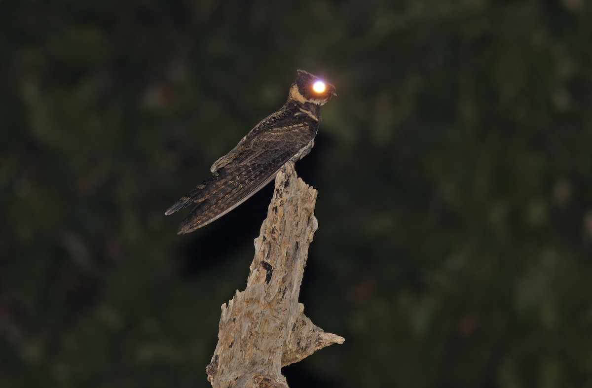 ML632606009 - Great Eared-Nightjar (Philippine) - Macaulay Library