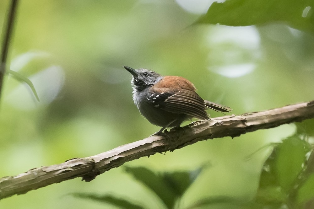 Rufous-backed Stipplethroat (Rio Negro) - Silvia F🪶 Linhares