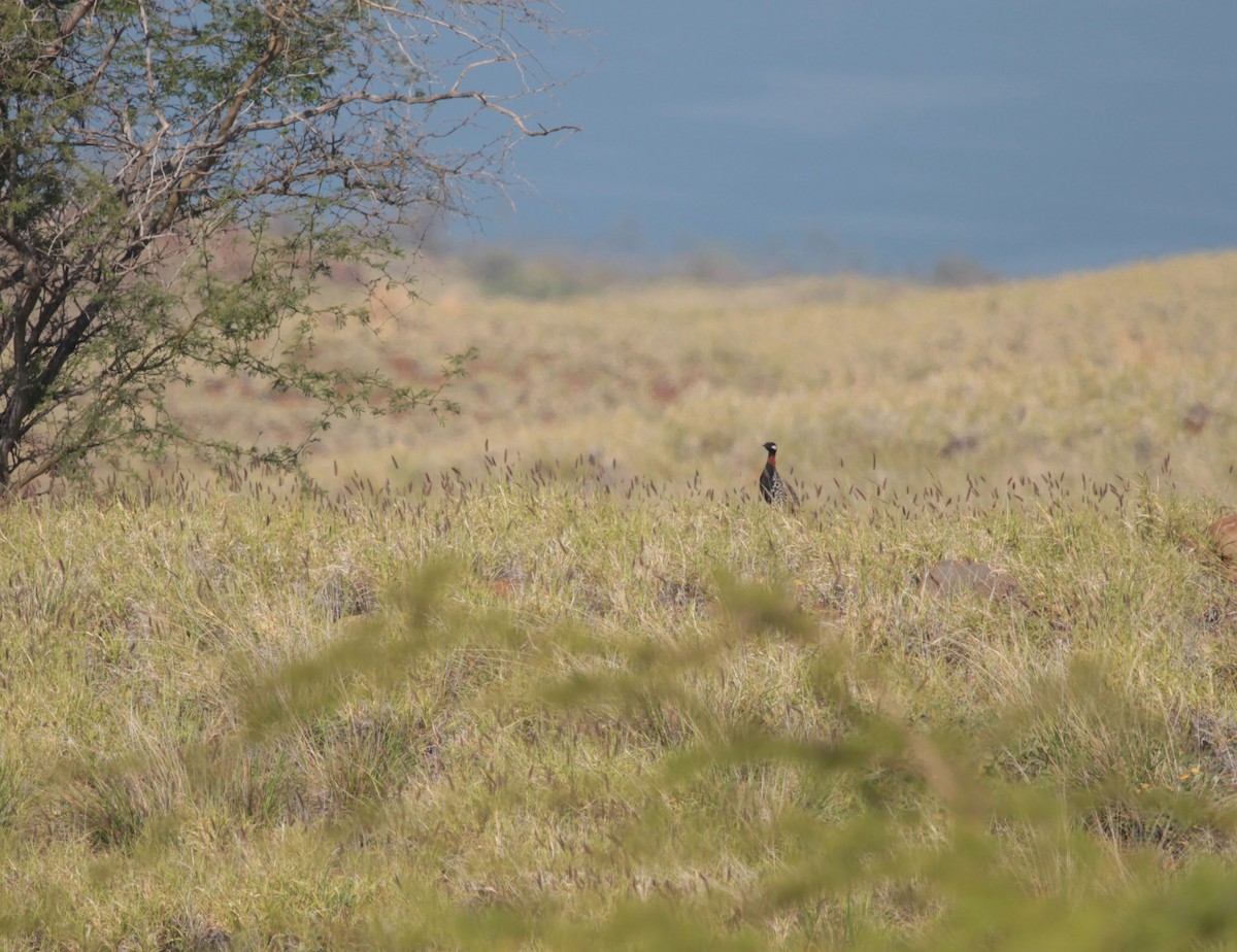 Black Francolin (Eastern) - ML632606168
