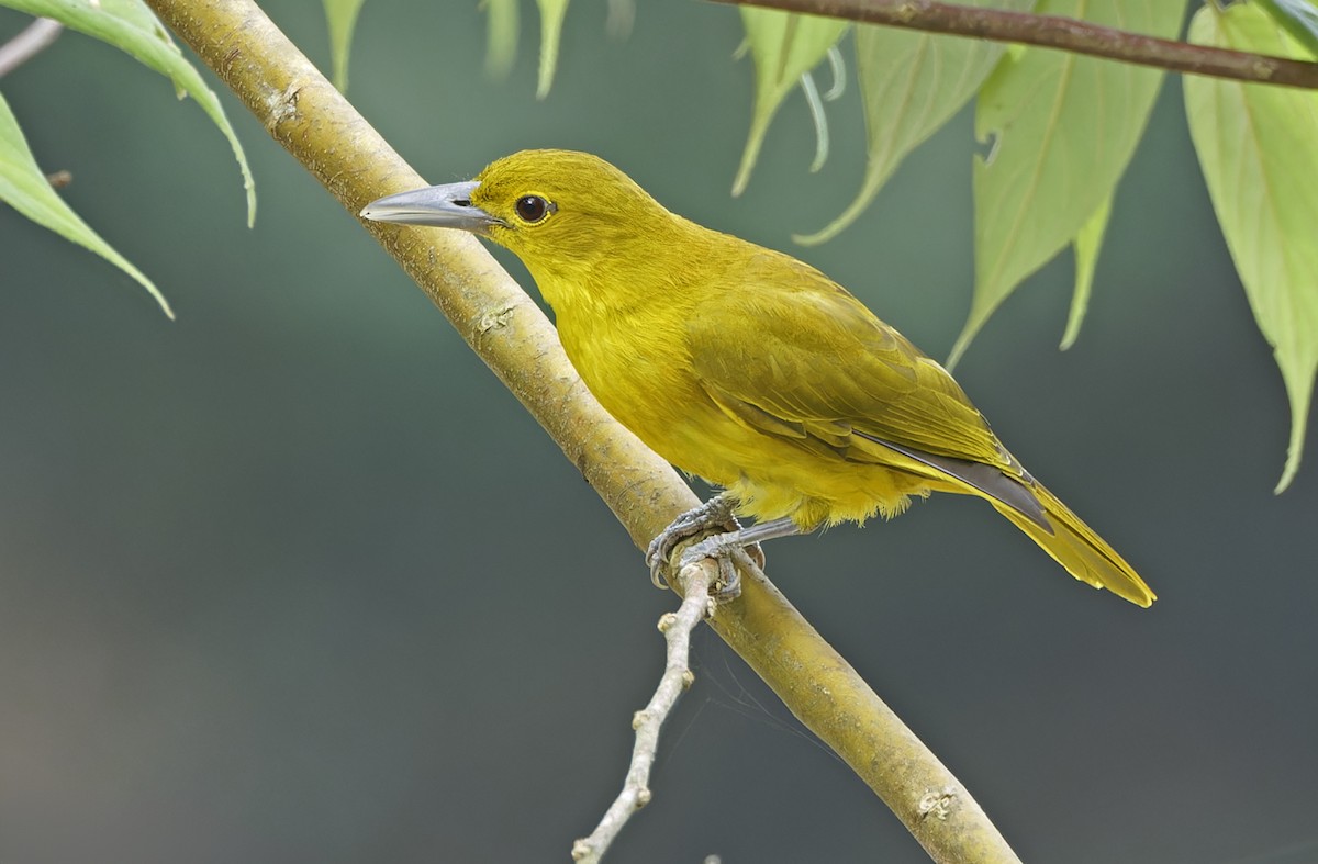 Isabela Oriole - ML632606393