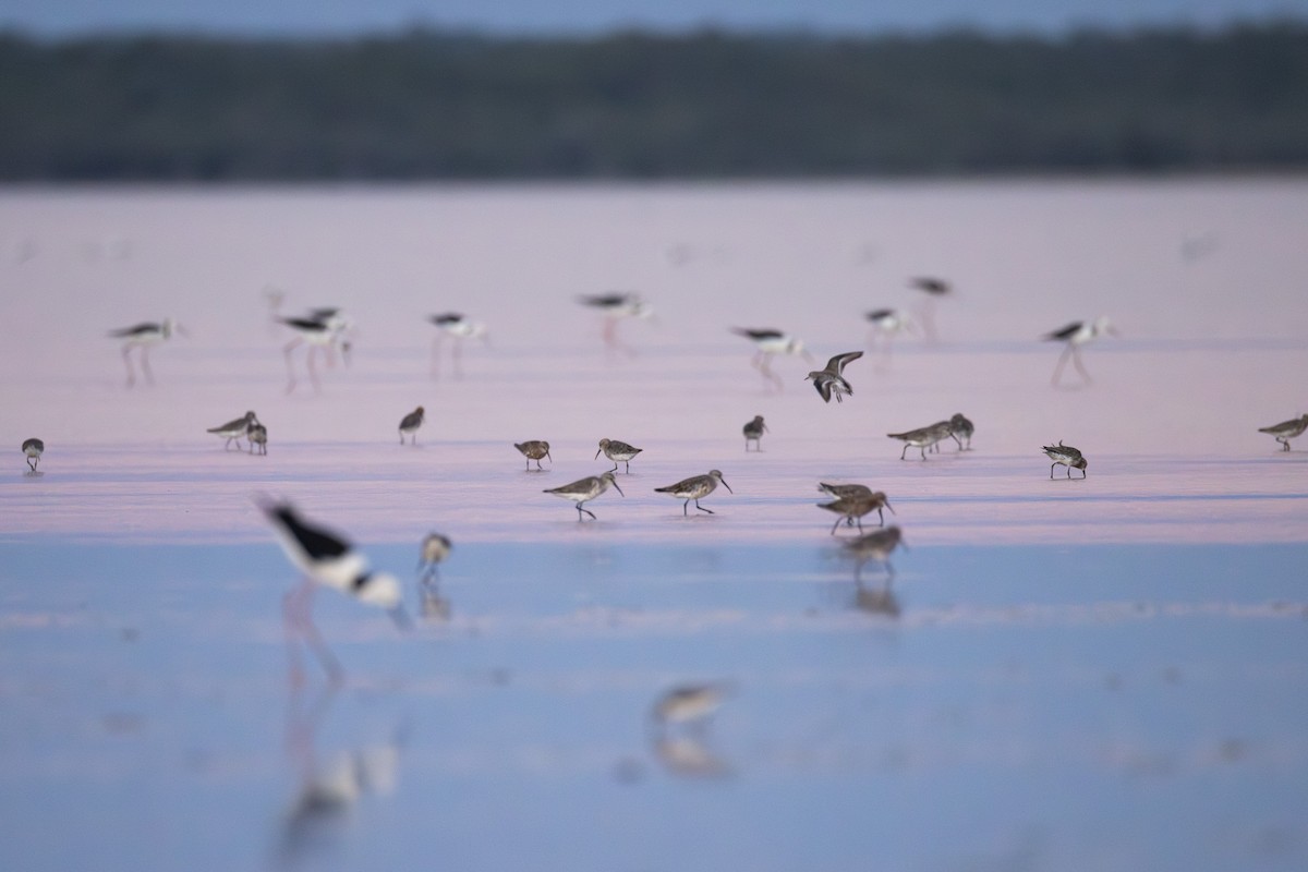 Curlew Sandpiper - ML632606521