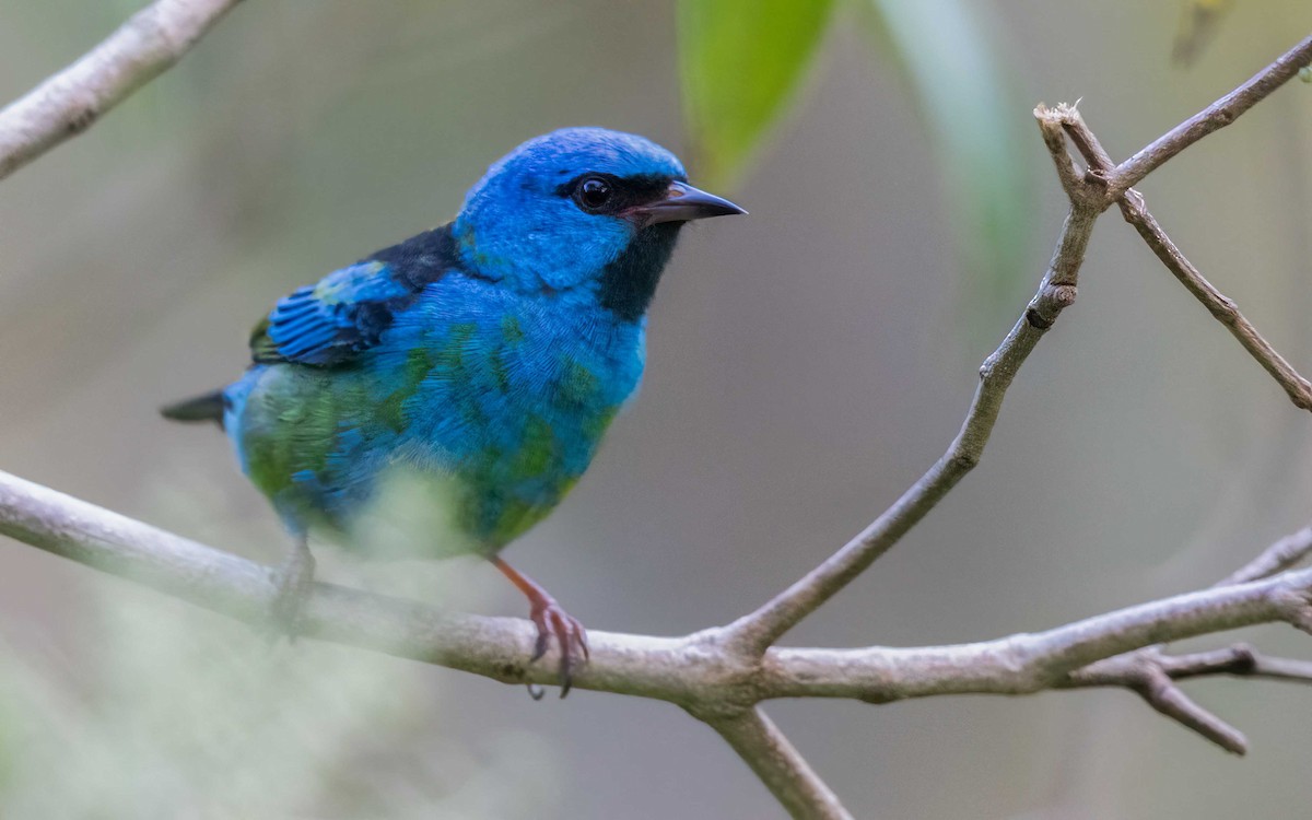 Blue Dacnis - ML632606581