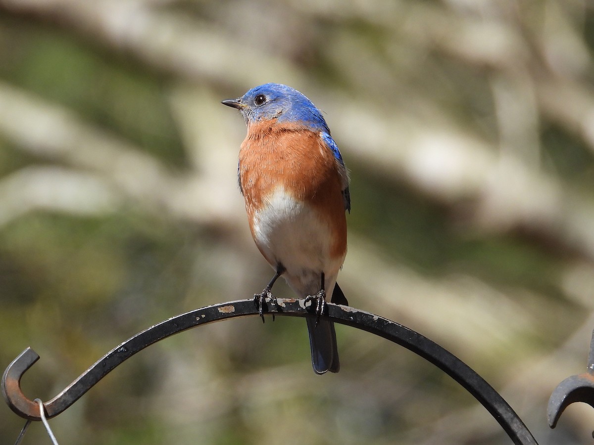 Eastern Bluebird - ML632606649