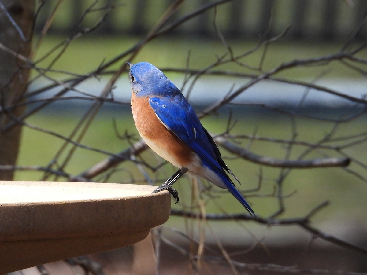 Eastern Bluebird - ML632606651