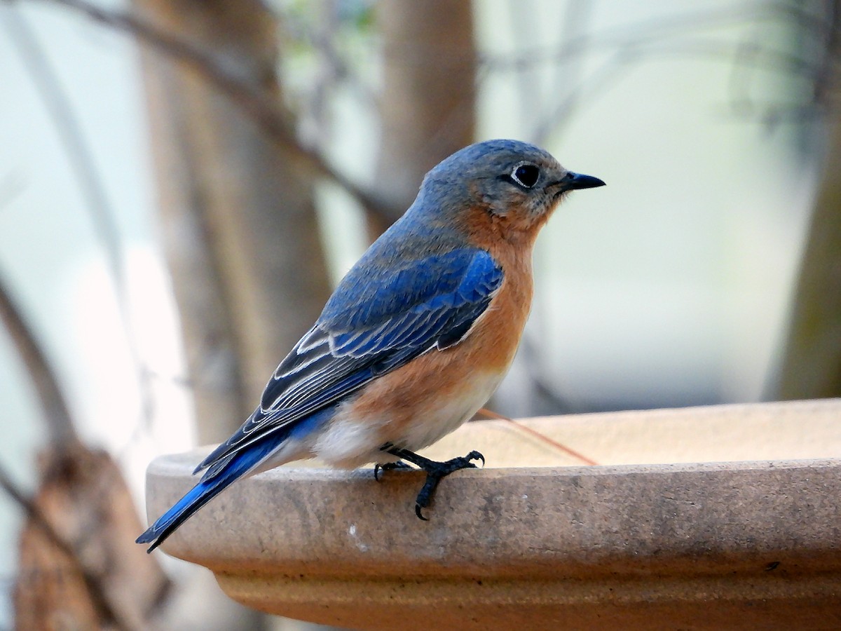 Eastern Bluebird - ML632606654