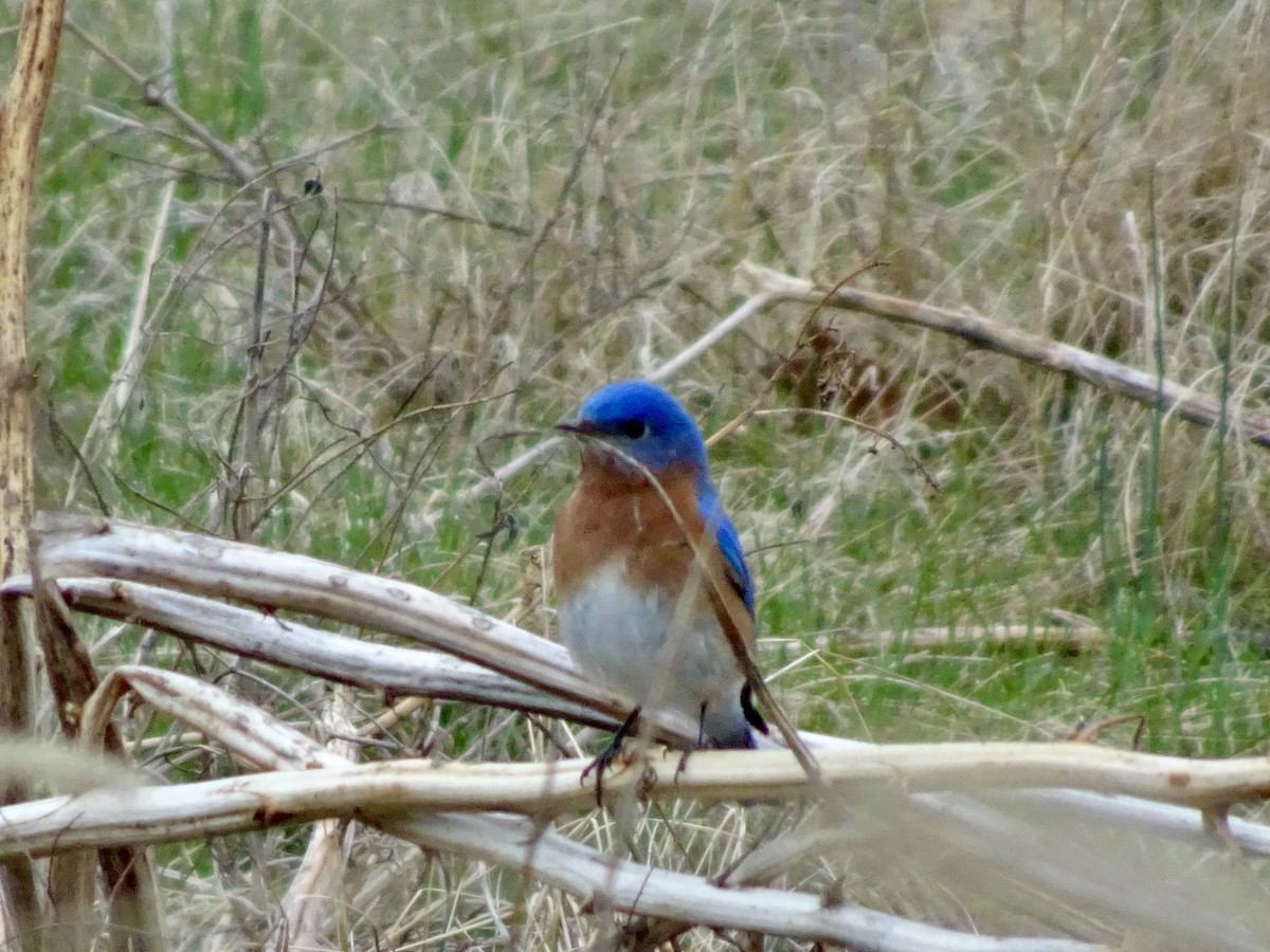 Eastern Bluebird - ML632606673