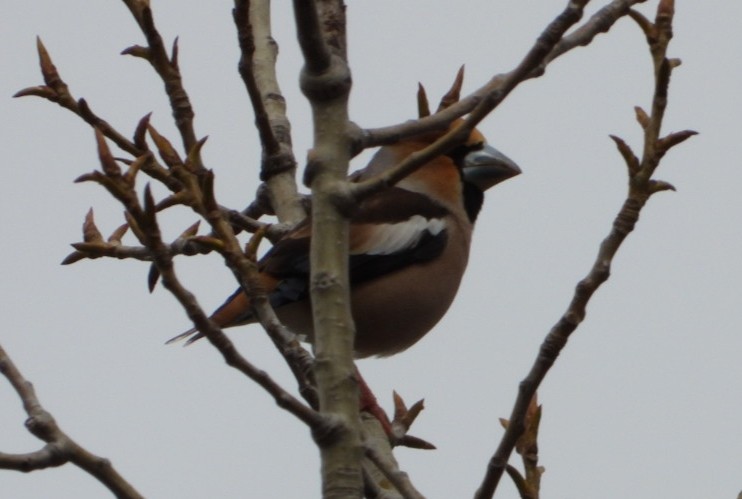 Hawfinch - ML632606703