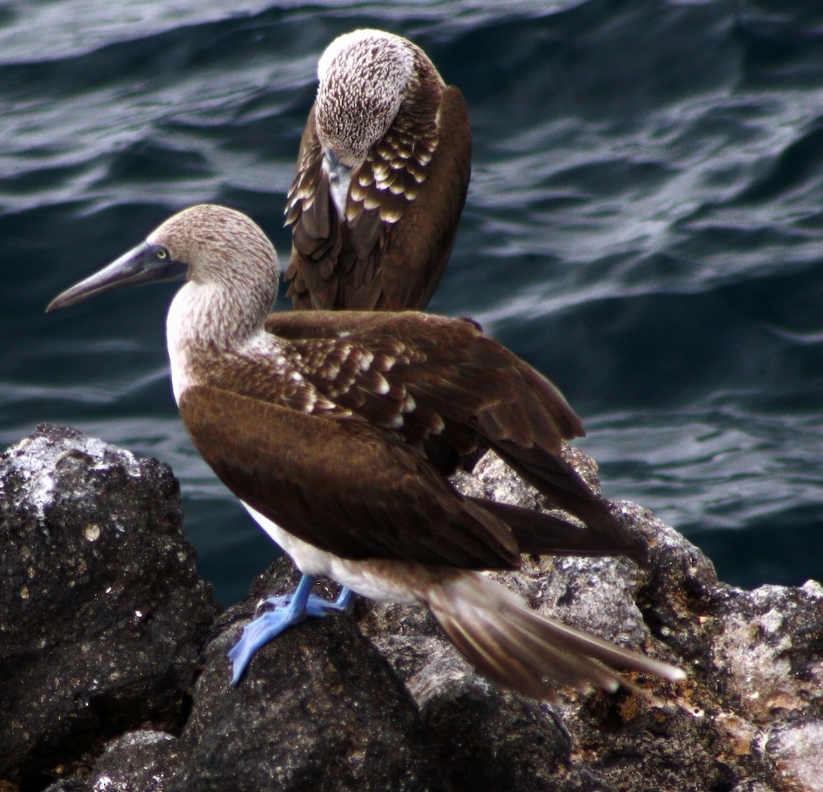 Blue-footed Booby - ML632606818
