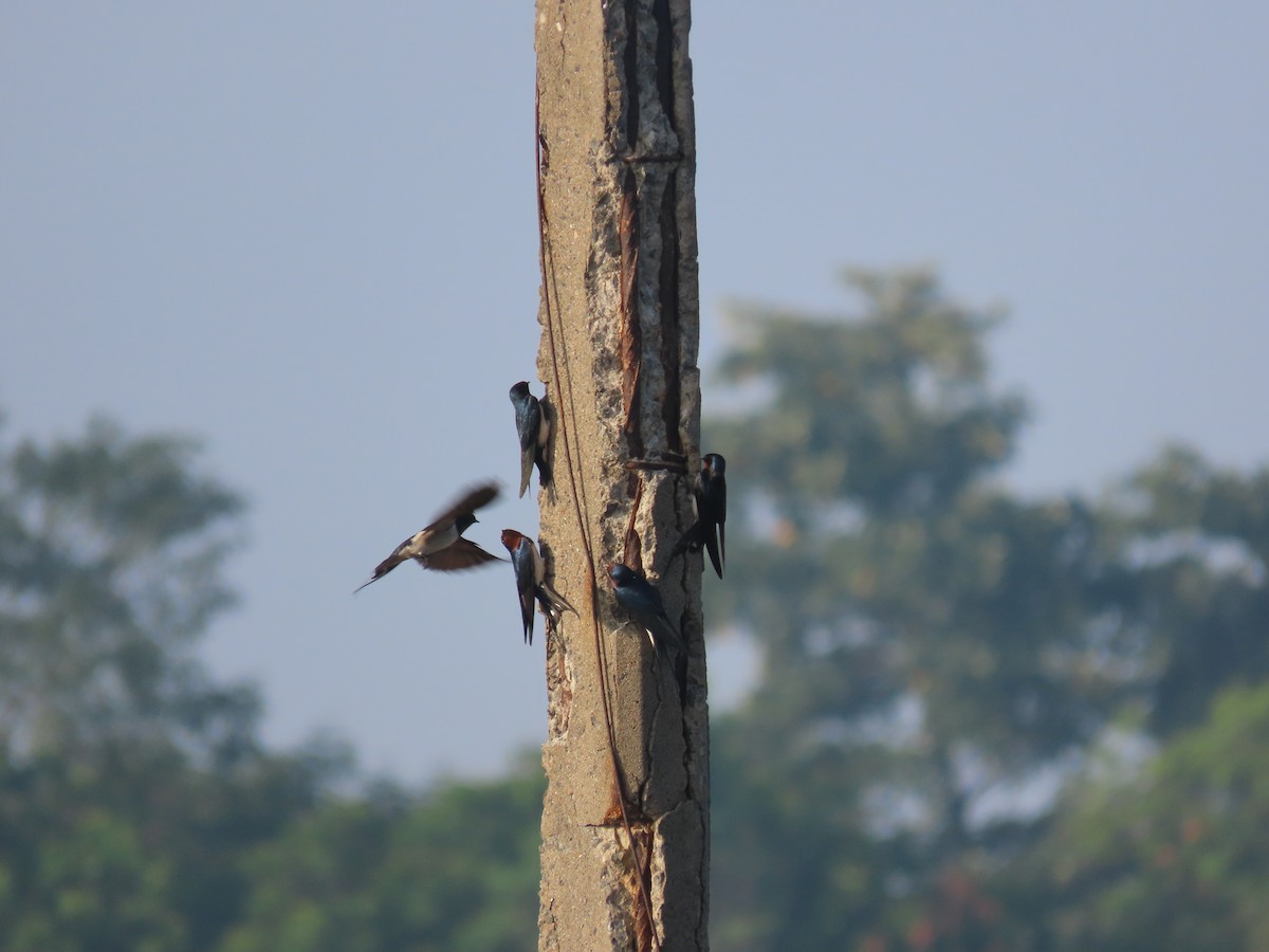 Golondrina Común - ML632606906
