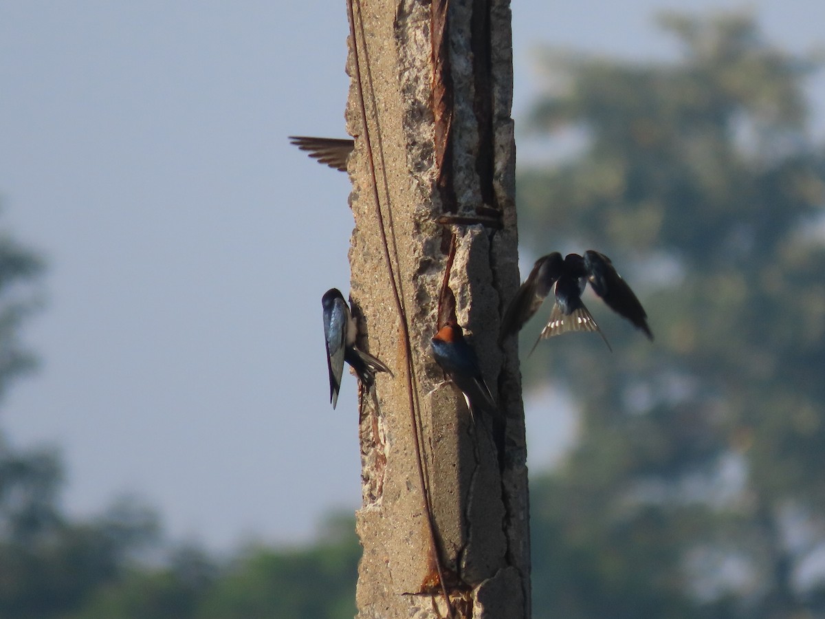 Golondrina Común - ML632606907
