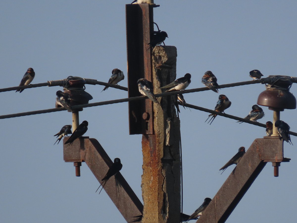Golondrina Común - ML632606908