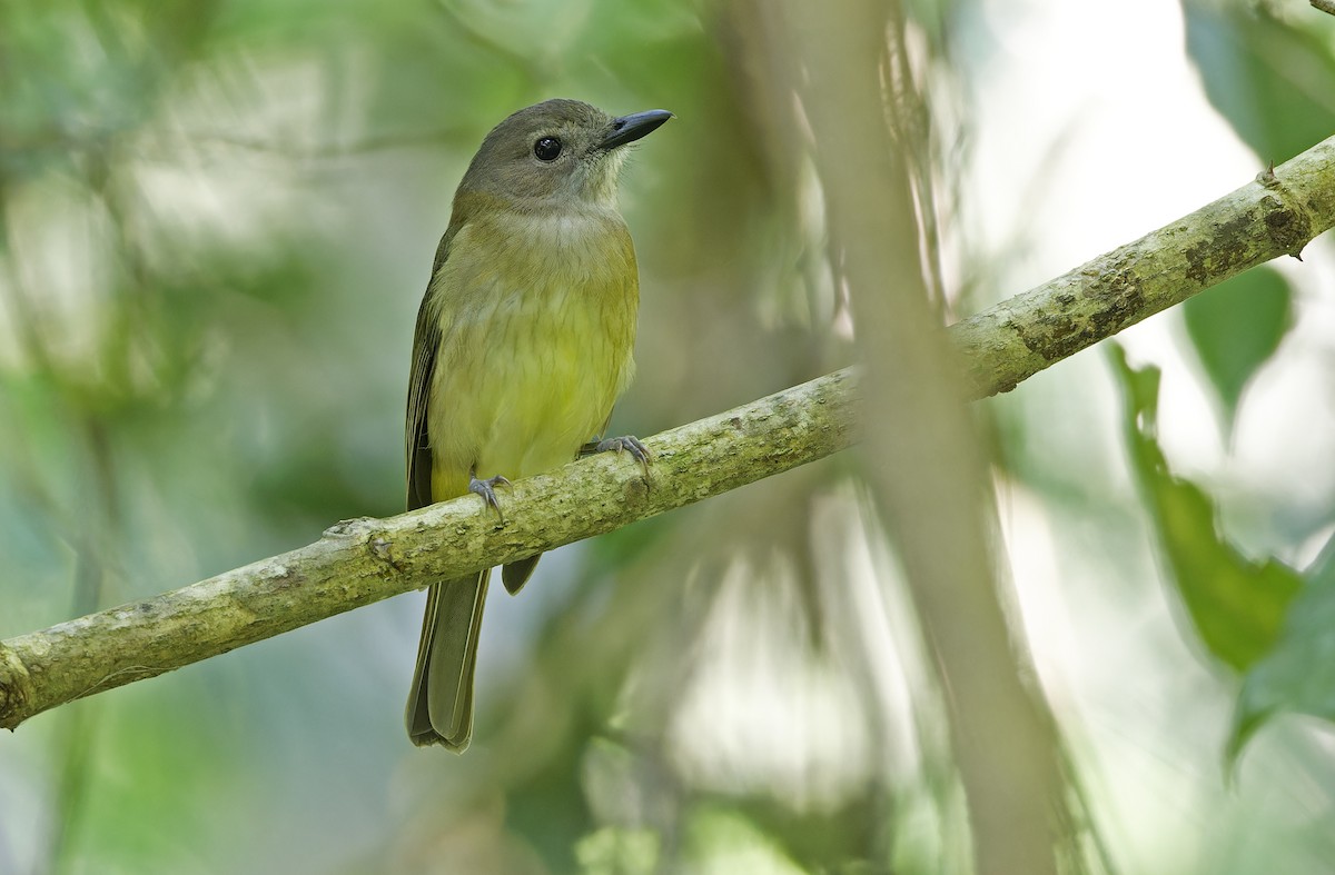 Yellow-bellied Whistler - ML632606932