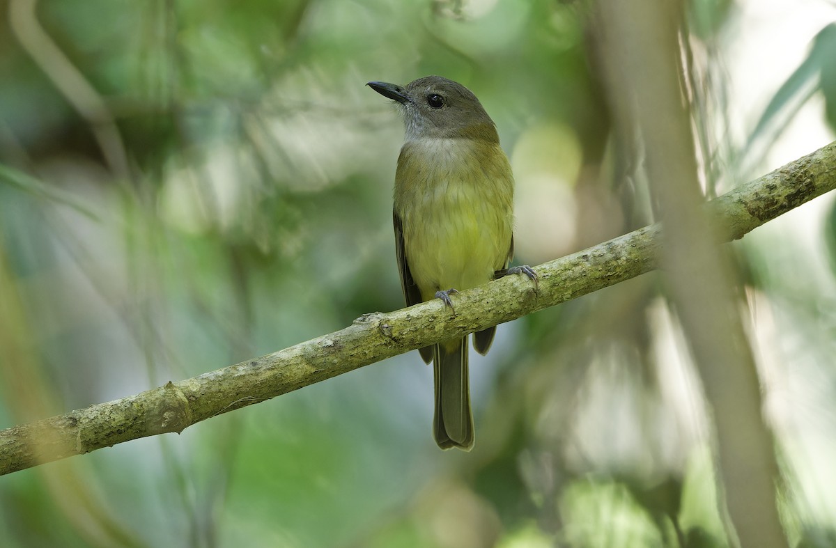 Yellow-bellied Whistler - ML632606933