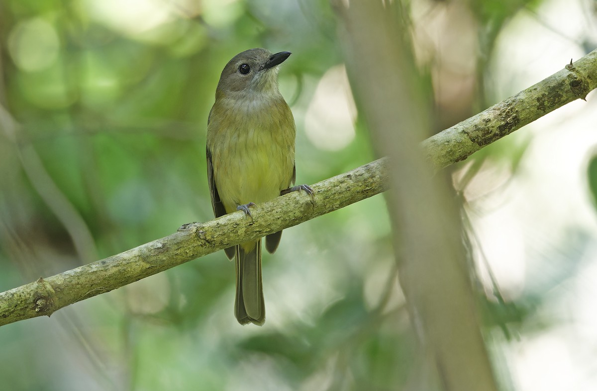 Yellow-bellied Whistler - ML632606936
