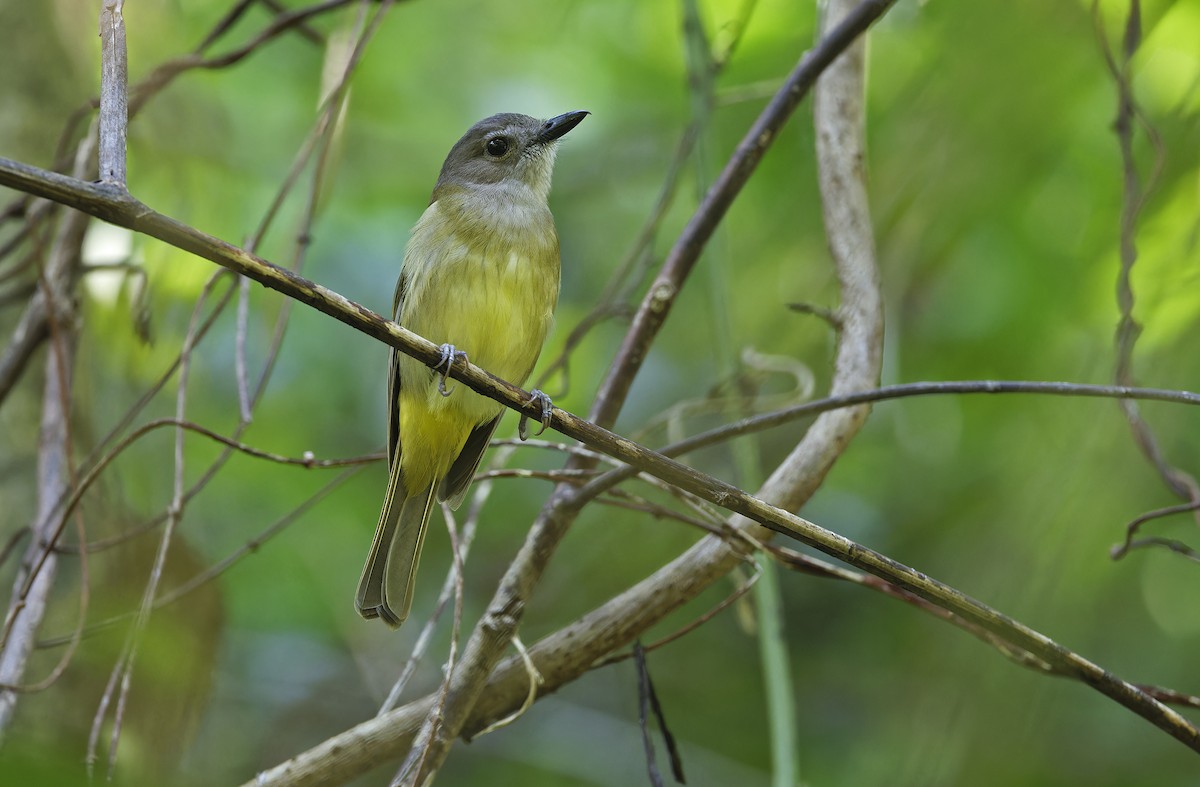 Yellow-bellied Whistler - ML632606937