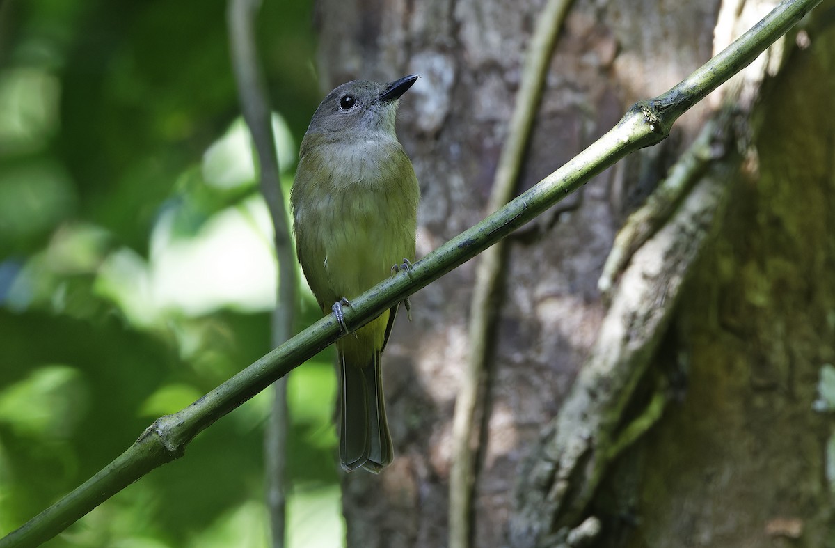 Yellow-bellied Whistler - ML632606940