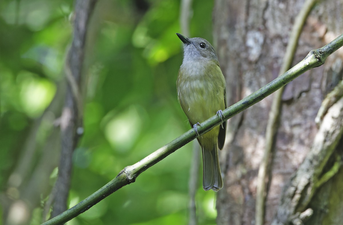 Yellow-bellied Whistler - ML632606941