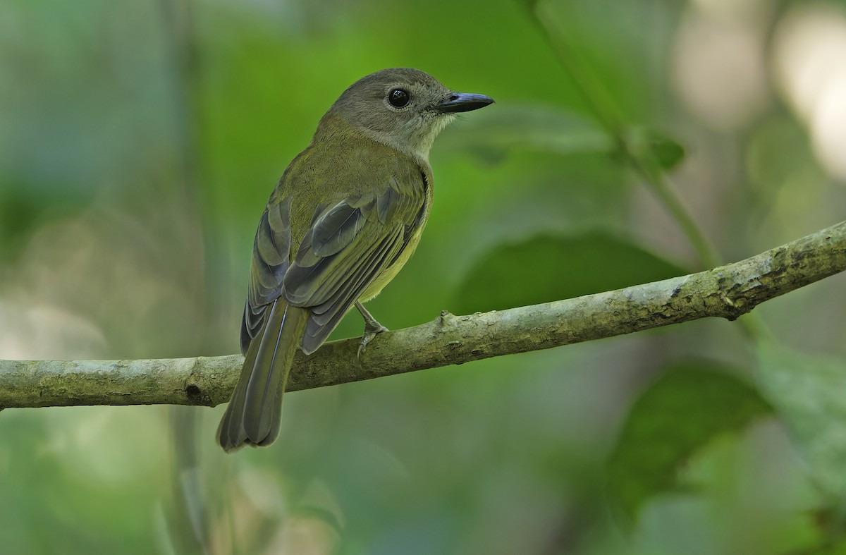 Yellow-bellied Whistler - ML632606942