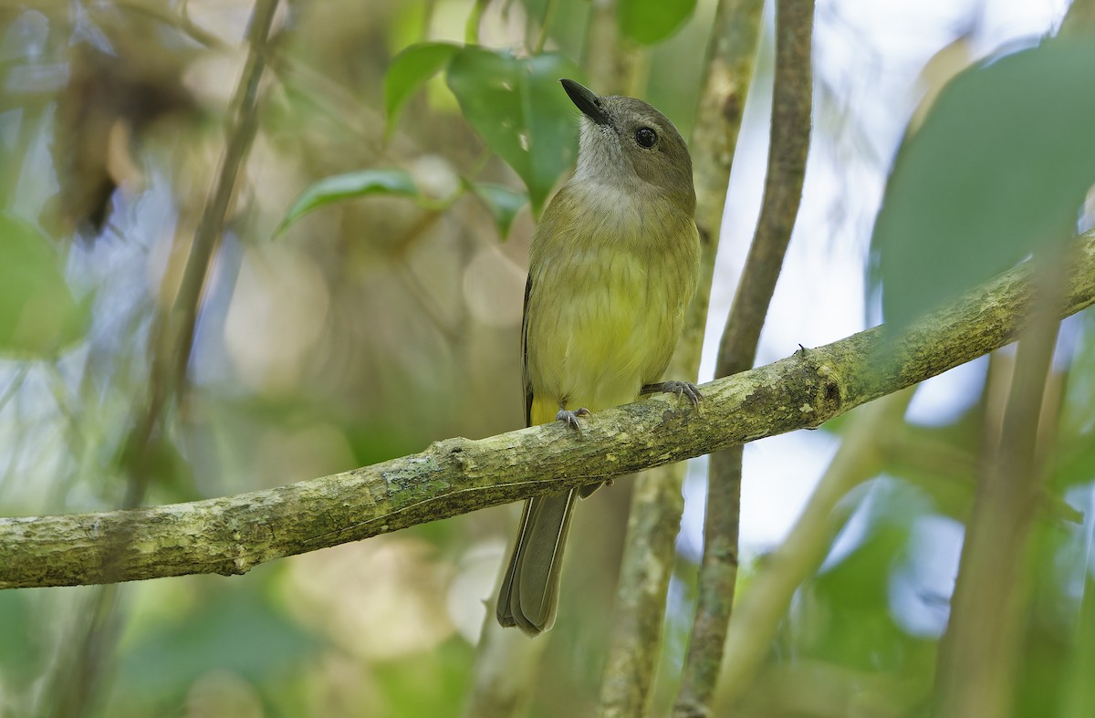 Yellow-bellied Whistler - ML632606943