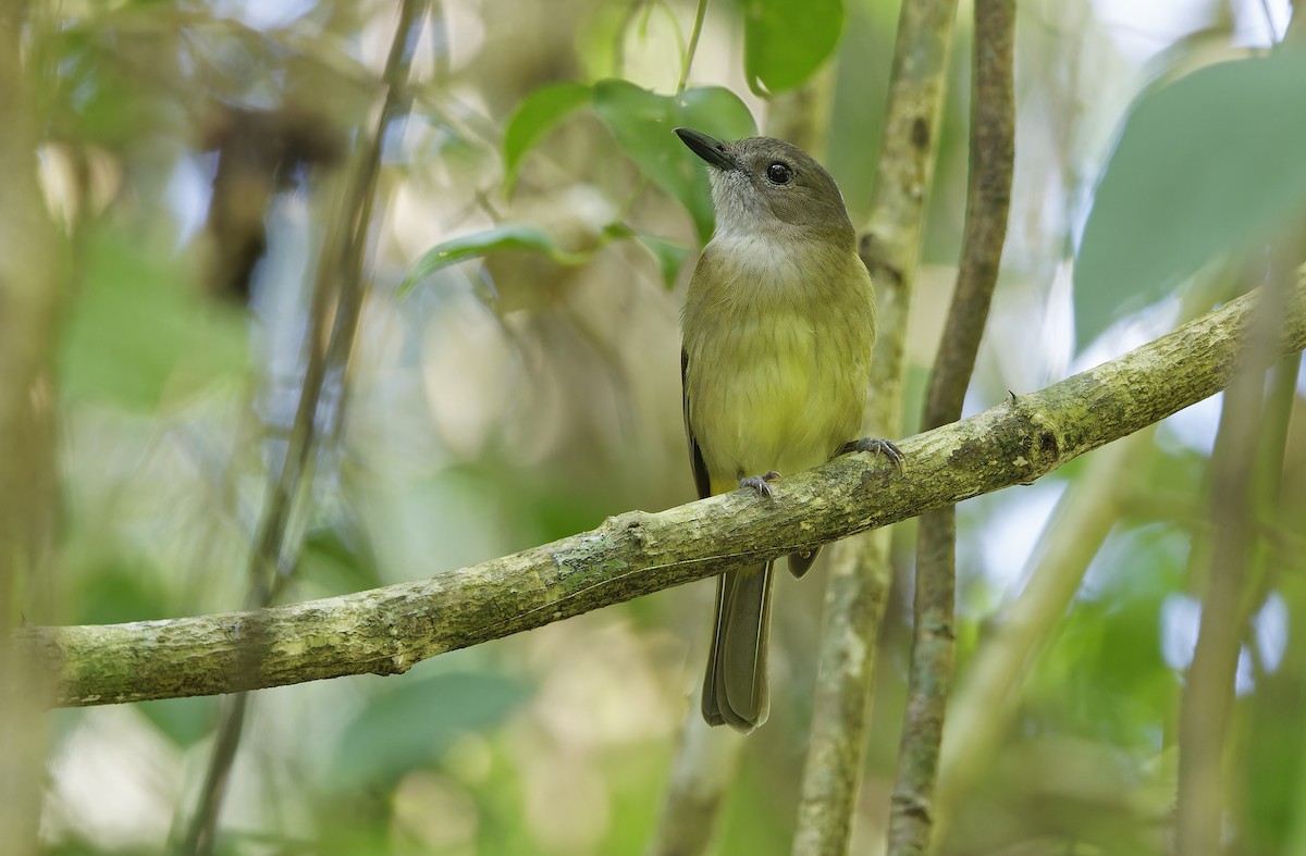 Yellow-bellied Whistler - ML632606944