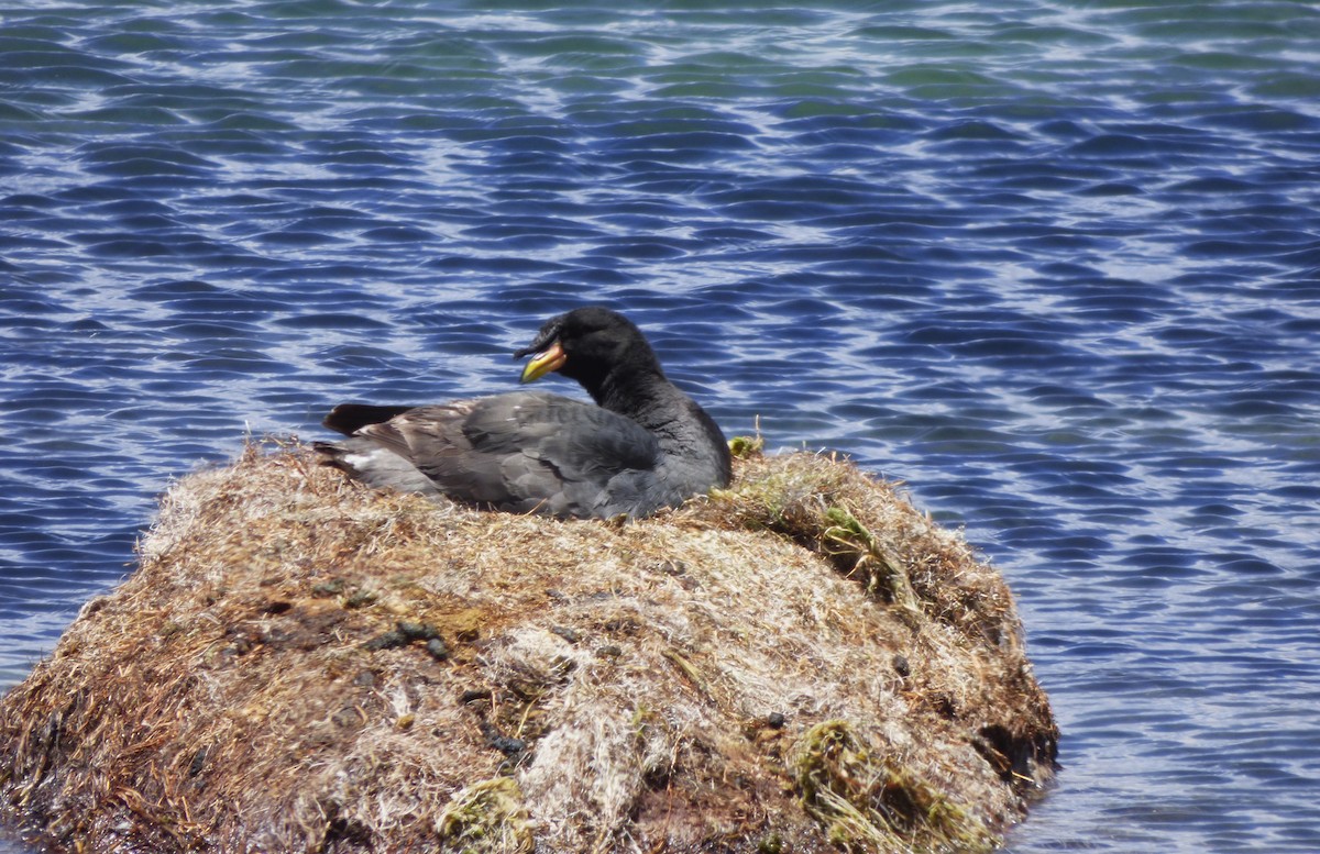 Horned Coot - ML632606976